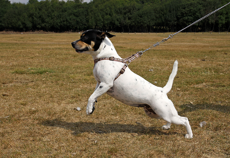 Pulling On Leash — Your Dog's Friend