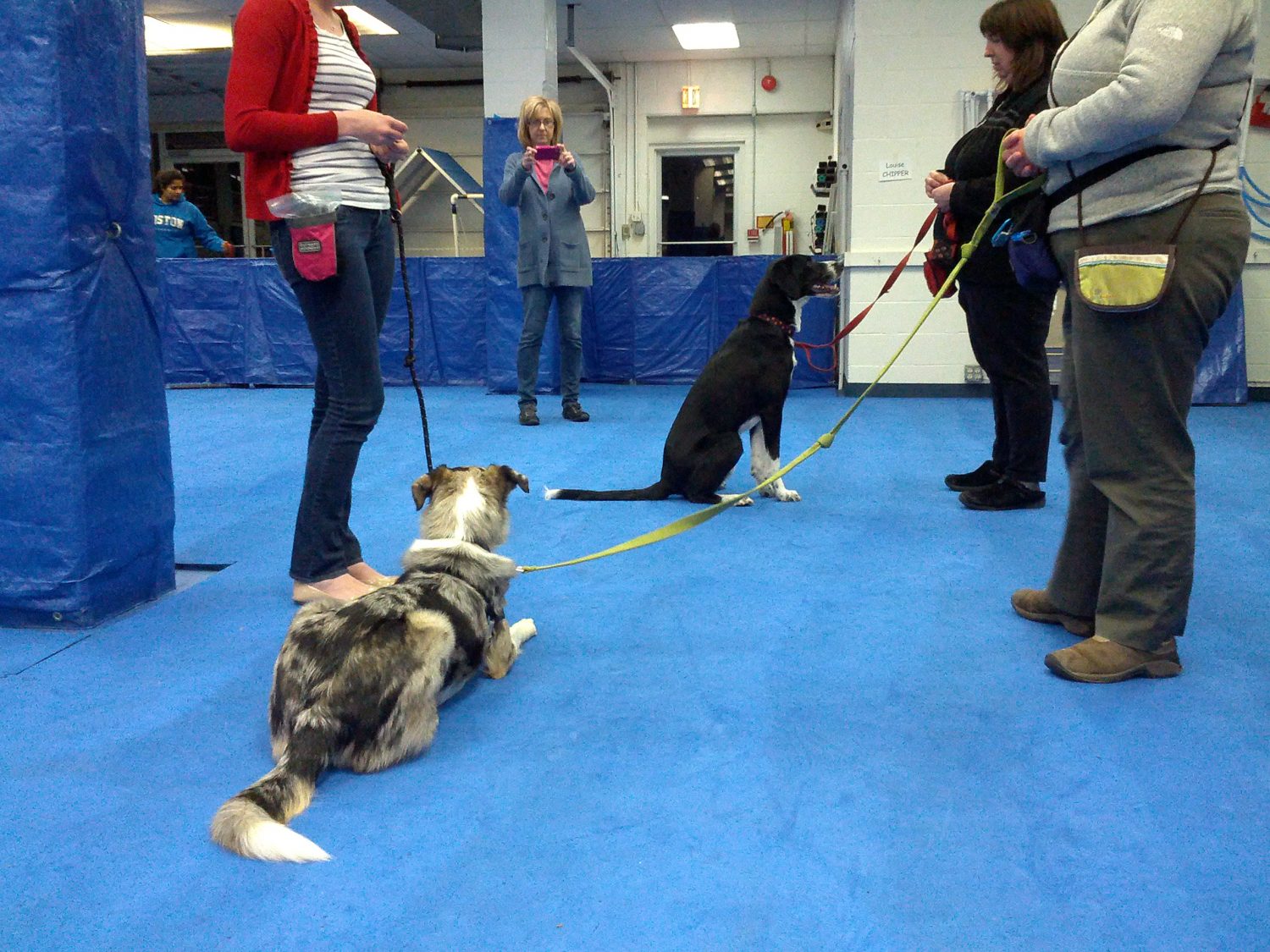 Thanks for Registering for Reactive Dog Class! — Your Dog ...