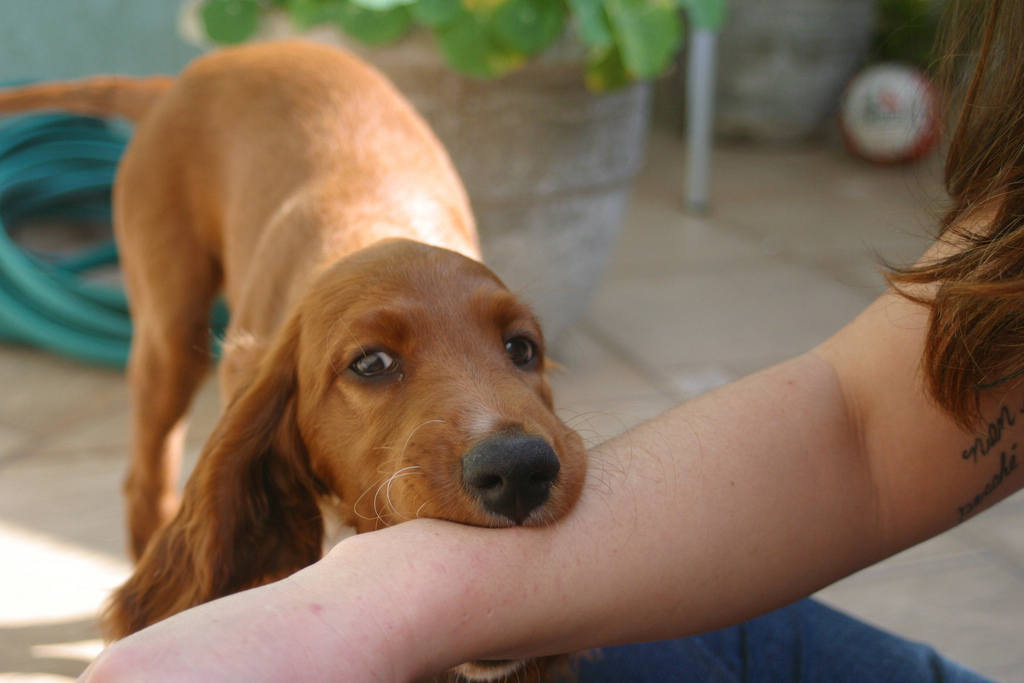 puppybiting