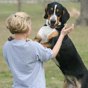 Jumping Teaching Your Dog Not To Jump On You Or Your Guests Your Dog S Friend