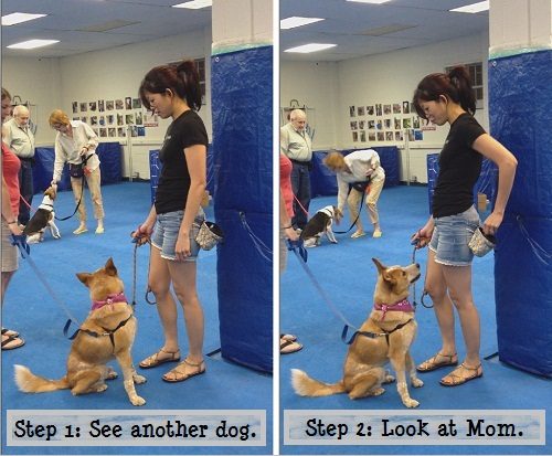 reactive dog training classes near me