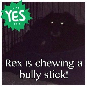 Dogs will not engage in chewing behavior unless they're feeling comfortable enough in their surroundings. HUGE STEP for Rex!