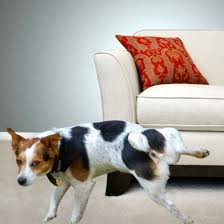 Does your dog urinate on the furniture or walls of your house?