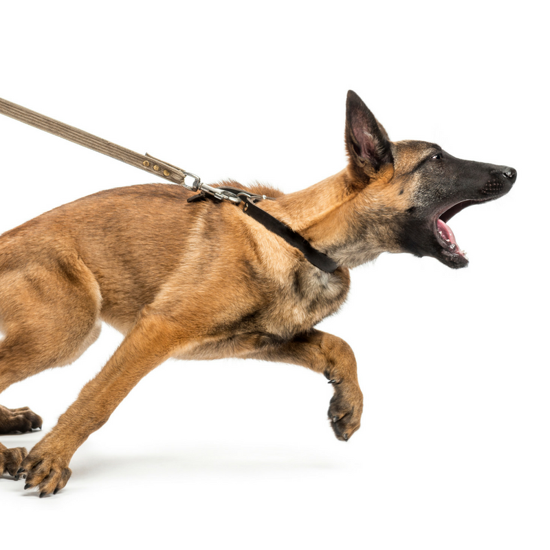 Dog training barking sales at other dogs