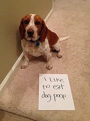 Dog shaming: sign reads "I like to eat dog poop"