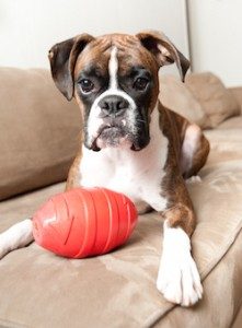 Boxer puppy with a toy