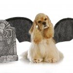halloween dog - cocker spaniel wearing bat wings sitting beside tomb stone on white background