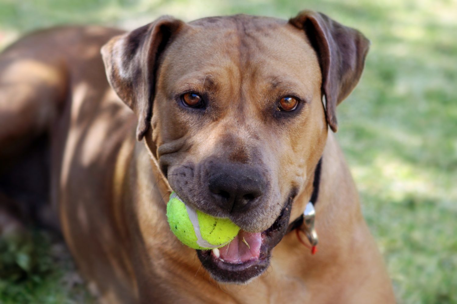 Rhodesian ridgeback with a tennis ball in her mouth, ready to play.