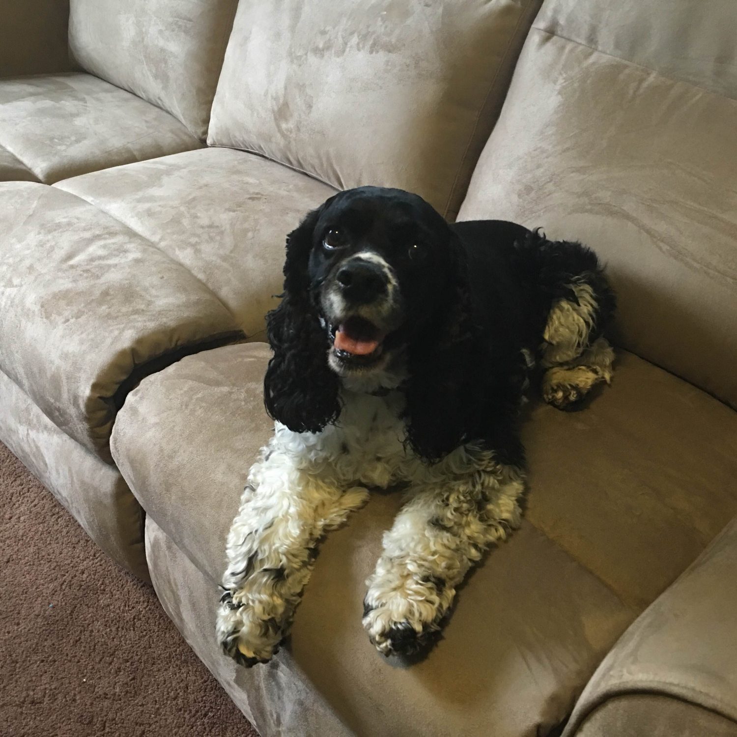 a black and white cocker spaniel relaxing on a brown couch