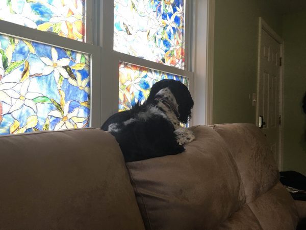 Black and white cocker spaniel perched on the back cushion of a couch, looking out a window