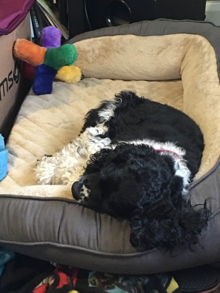 Black and white cocker spaniel asleep in a gray and beige tufted dog bed on the floor