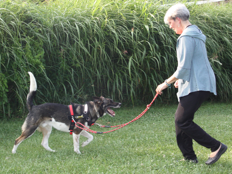 love the leash dog walking